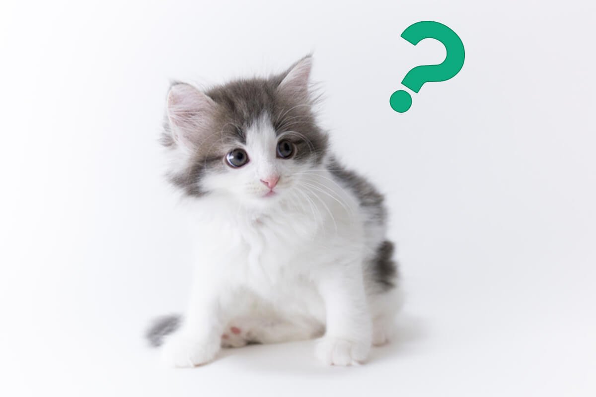 疑問を持つ子猫